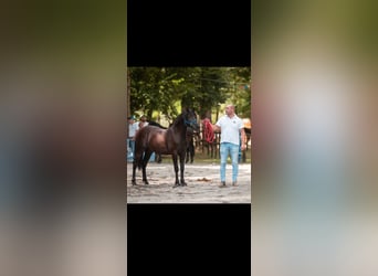 Bardigiano, Étalon, 2 Ans, Noir