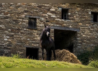 Bardigiano, Étalon, 4 Ans, Bai