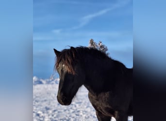 Bardigiano, Gelding, 2 years, 14,1 hh, Black