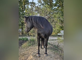 Bardigiano, Giumenta, 2 Anni, 139 cm, Baio nero
