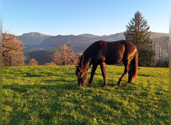 Bardigiano, Hingst, 1 år, 147 cm, Svart