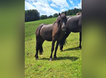 Bardigiano, Hongre, 2 Ans, 143 cm, Bai brun
