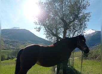 Bardigiano, Mare, 26 years, 14.1 hh, Bay