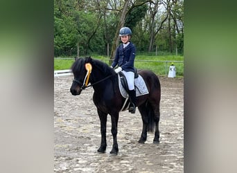Bardigiano, Mare, 7 years, 14 hh, Black
