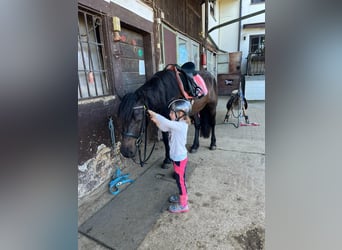 Bardigiano, Mare, 7 years, 14 hh, Black