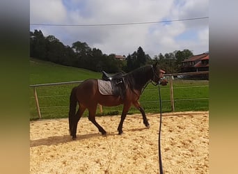 Bardigiano, Merrie, 3 Jaar, 142 cm, Brauner