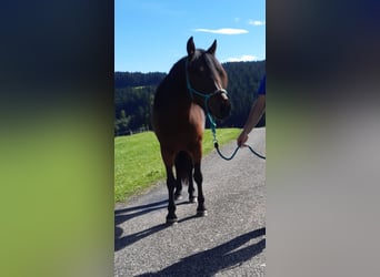 Bardigiano, Merrie, 3 Jaar, 142 cm, Brauner
