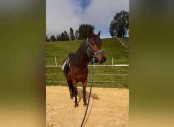 Bardigiano, Merrie, 3 Jaar, 142 cm, Brauner