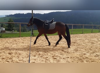 Bardigiano, Merrie, 3 Jaar, 146 cm, Brauner