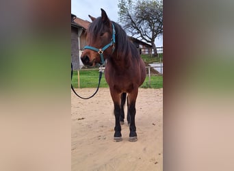 Bardigiano, Merrie, 3 Jaar, 146 cm, Brauner