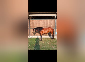 Bardigiano, Ruin, 5 Jaar, Bruin