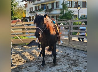 Bardigiano, Stute, 12 Jahre, 141 cm, Dunkelbrauner