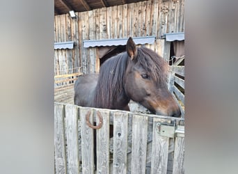 Bardigiano, Stute, 12 Jahre, 141 cm, Dunkelbrauner