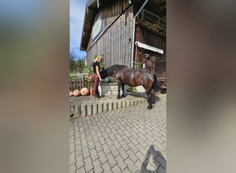 Bardigiano, Stute, 12 Jahre, 141 cm, Dunkelbrauner