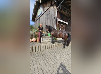 Bardigiano, Stute, 12 Jahre, 141 cm, Dunkelbrauner