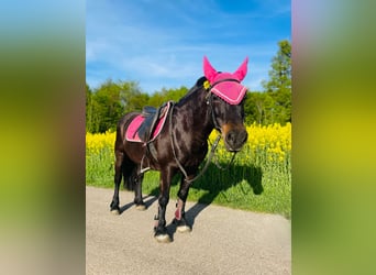 Bardigiano, Stute, 21 Jahre, 135 cm, Dunkelbrauner