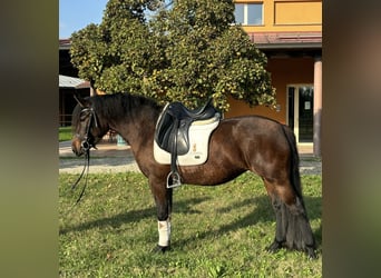 Bardigiano, Stute, 2 Jahre, 143 cm, Brauner