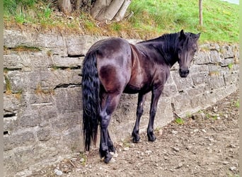 Bardigiano, Stute, 2 Jahre, 145 cm, Rappe