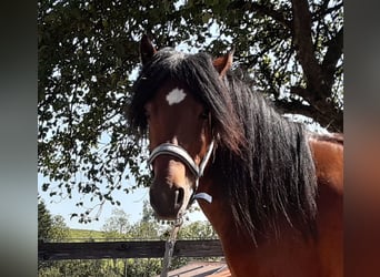 Bardigiano, Stute, 3 Jahre, 141 cm, Brauner