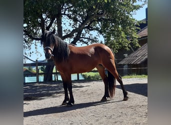 Bardigiano, Stute, 3 Jahre, 141 cm, Brauner