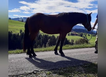 Bardigiano, Stute, 3 Jahre, 142 cm, Brauner