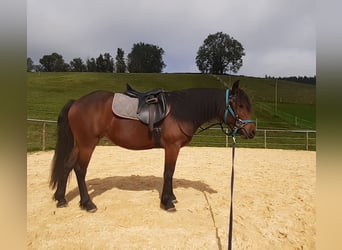 Bardigiano, Stute, 3 Jahre, 142 cm, Brauner