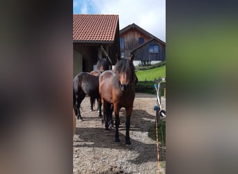 Bardigiano, Stute, 3 Jahre, 142 cm, Brauner