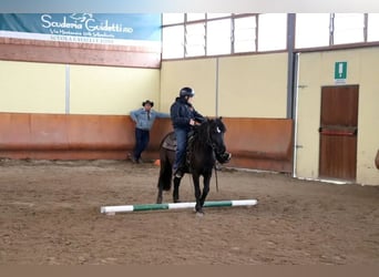 Bardigiano, Stute, 5 Jahre, 145 cm, Rappe