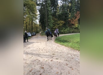 Bardigiano, Stute, 7 Jahre, 143 cm, Rappe