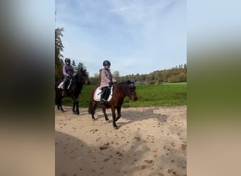 Bardigiano, Stute, 7 Jahre, 143 cm, Rappe