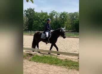 Bardigiano, Stute, 7 Jahre, 143 cm, Rappe