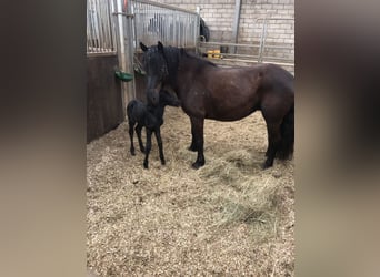 Bardigiano, Stute, 7 Jahre, 143 cm, Rappe