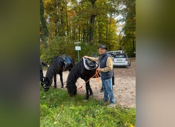Bardigiano, Stute, 7 Jahre, 143 cm, Rappe