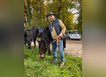 Bardigiano, Stute, 7 Jahre, 143 cm, Rappe