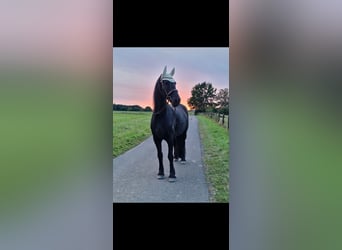 Barocco pinto, Castrone, 10 Anni, 167 cm, Baio nero