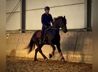 Barocco pinto, Castrone, 11 Anni, 157 cm, Morello