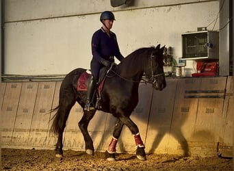 Barocco pinto, Castrone, 11 Anni, 157 cm, Morello