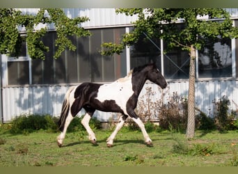 Barocco pinto, Castrone, 12 Anni, 166 cm, Pezzato