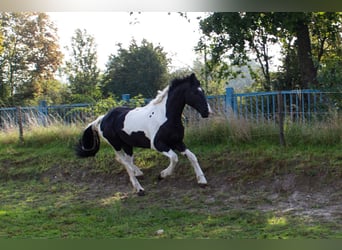 Barocco pinto, Castrone, 12 Anni, 166 cm, Pezzato