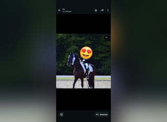 Barocco pinto, Castrone, 12 Anni, 170 cm, Pezzato