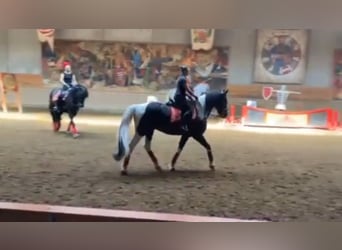 Barocco pinto, Castrone, 13 Anni, 166 cm, Pezzato