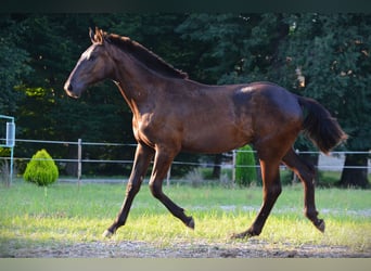 Barocco pinto, Castrone, 1 Anno, 170 cm, Morello