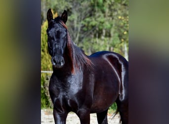 Barocco pinto, Castrone, 2 Anni, 170 cm, Morello