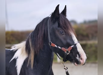 Barocco pinto, Castrone, 4 Anni, 150 cm, Pezzato