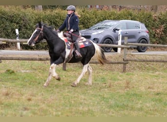 Barocco pinto, Castrone, 4 Anni, 150 cm, Pezzato