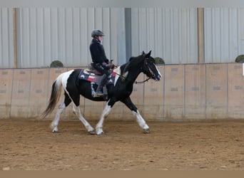 Barocco pinto, Castrone, 4 Anni, 150 cm, Pezzato