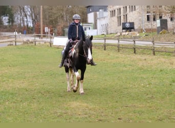 Barocco pinto, Castrone, 4 Anni, 150 cm, Pezzato