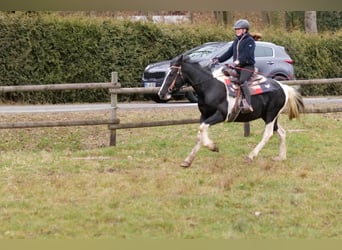 Barocco pinto, Castrone, 4 Anni, 150 cm, Pezzato