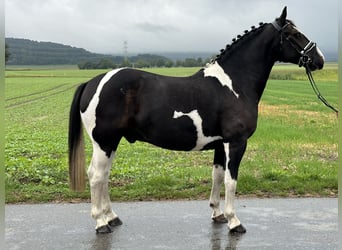 Barocco pinto Mix, Castrone, 4 Anni, 154 cm, Pezzato