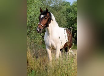 Barocco pinto, Castrone, 4 Anni, 158 cm, Pezzato